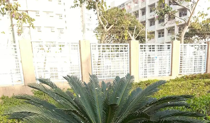 苏铁本地图谱